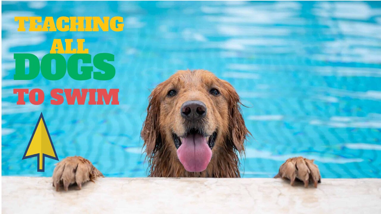 Teaching Dogs how to swim