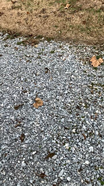 Dixie Arrival Run at the Cabin