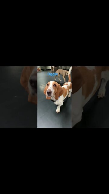 [Shorts 0109] OGGIE [#dogs #doggos #doggies #puppies #dogdaycare]