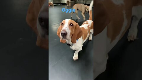 [Shorts 0109] OGGIE [#dogs #doggos #doggies #puppies #dogdaycare]