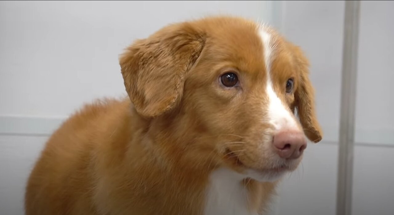Senior Duck Tolling Retriever loves the blow dryer