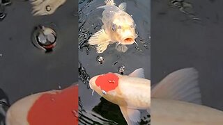 Beautiful Japanese koi fish #shorts