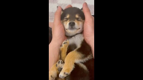 It’s a puppy that smiles even when sleeping