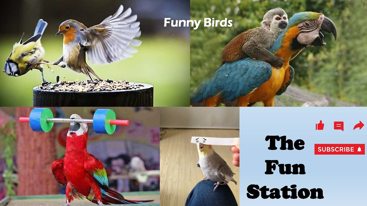 Animals_Funny Videos_The Fan Station