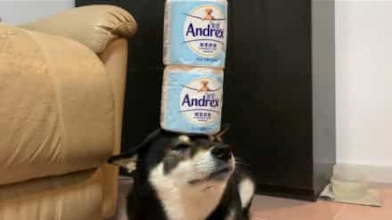 Ce chien tenait à participer aux défis sur le papier toilette