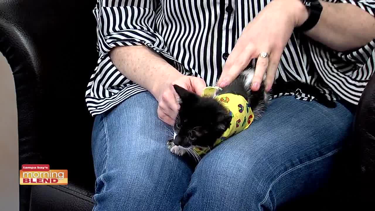 Humane Society | Morning Blend