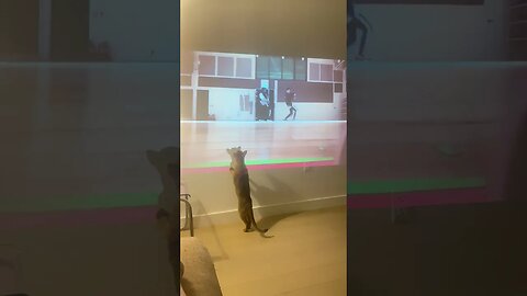 Cat Loves Kang Daniel / 고양이가 좋아하는 강다니엘 / 고양이가 좋아하는 강다니엘 /