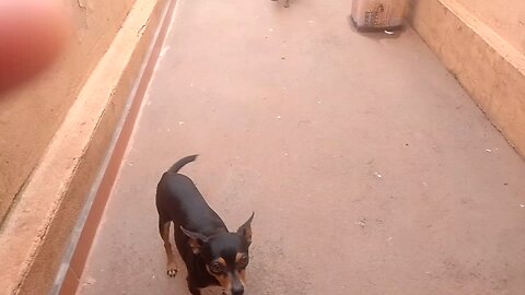 my pinsches' antics are very cute