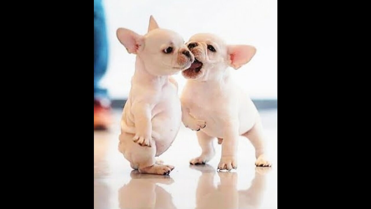 Sweet Baby Dogs