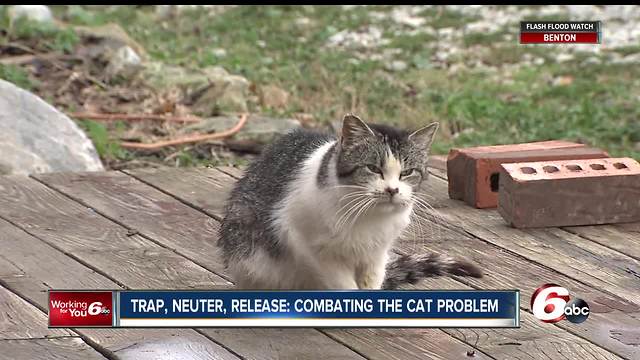 Trap, neuter, release program helping to combat the cat problem in central Indiana