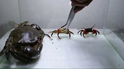 Sea Crab Centipede Emperor Scorpion Water36 1