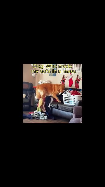 Funniest dog 🤣 #dog