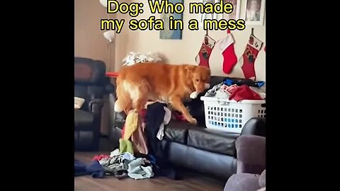 Funniest dog 🤣 #dog