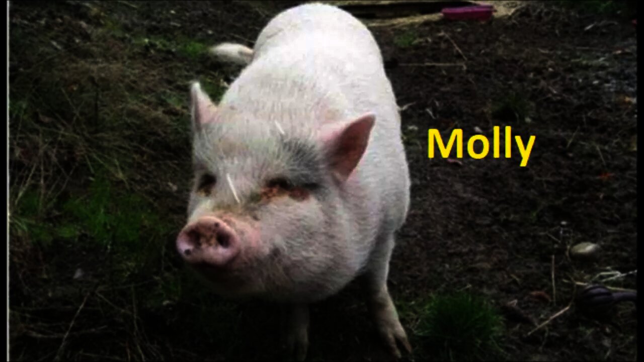 Pet pig Molly gets eaten by owners