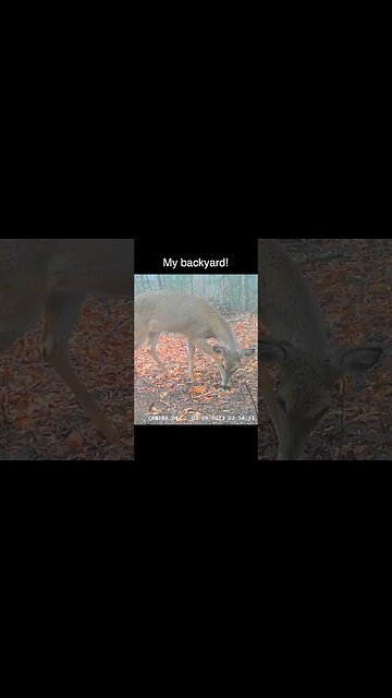 My wildlife backyard #shorts