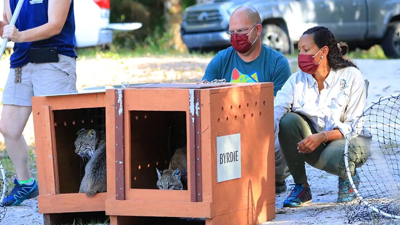 Two Wild Bobcats Go Free