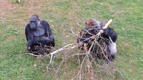 Port Lympne Wild Animal Park UK 30/6/22