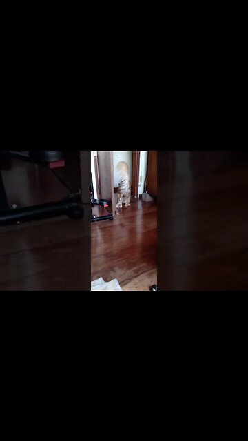 #dogshow , #animals , #dogs , #shorts