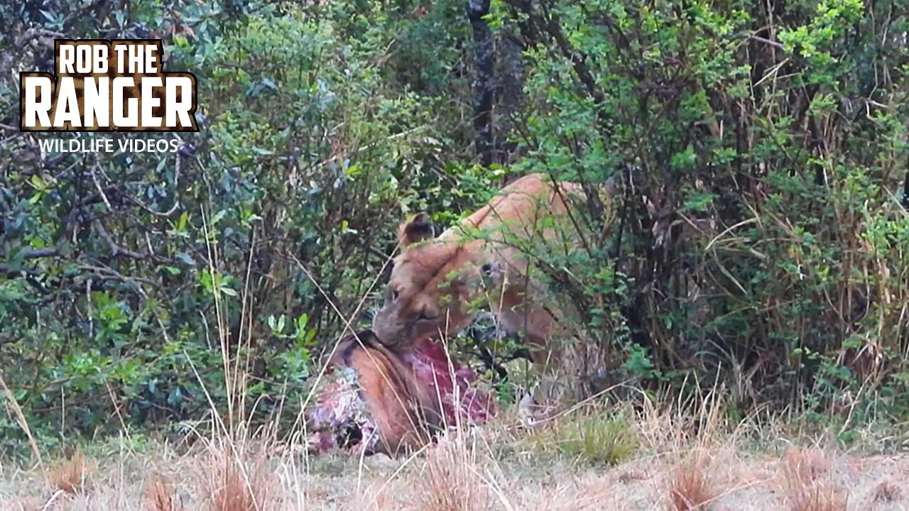 Lioness Feeds On An Eland | Maasai Mara Safari | Zebra Plains