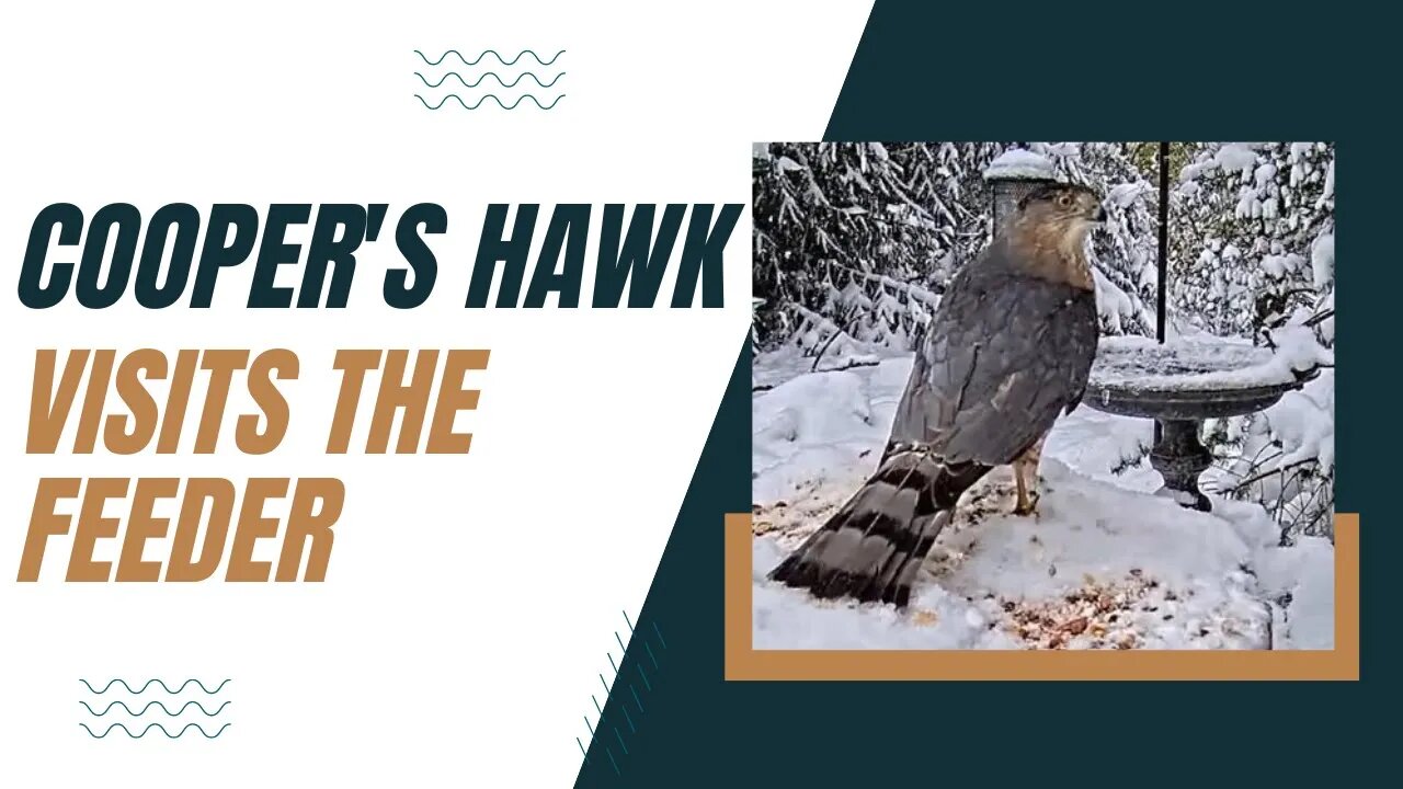 Cooper's Hawk Lands on the Feeder