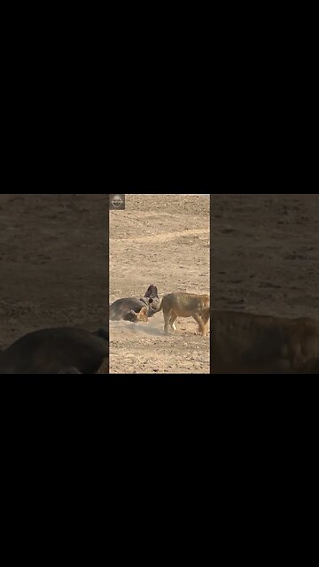 #shorts, #animal, #animals, #animalfacts, #animalshorts, #nature, #wildlife, #wildlifeanimals