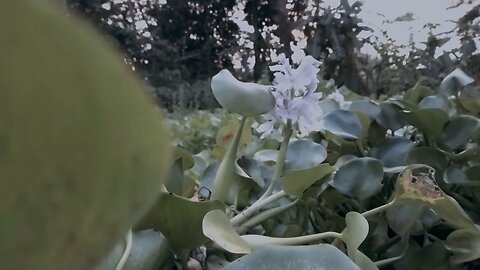 Shapla flower in pond