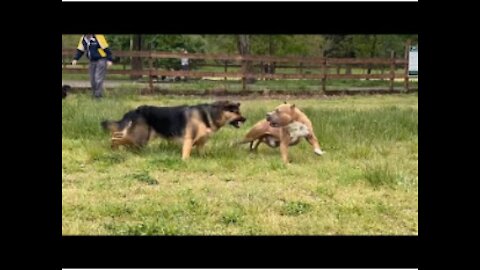 German Shepherd Attacks Pitbull [OFF LEASH DOG PARK] Part 1