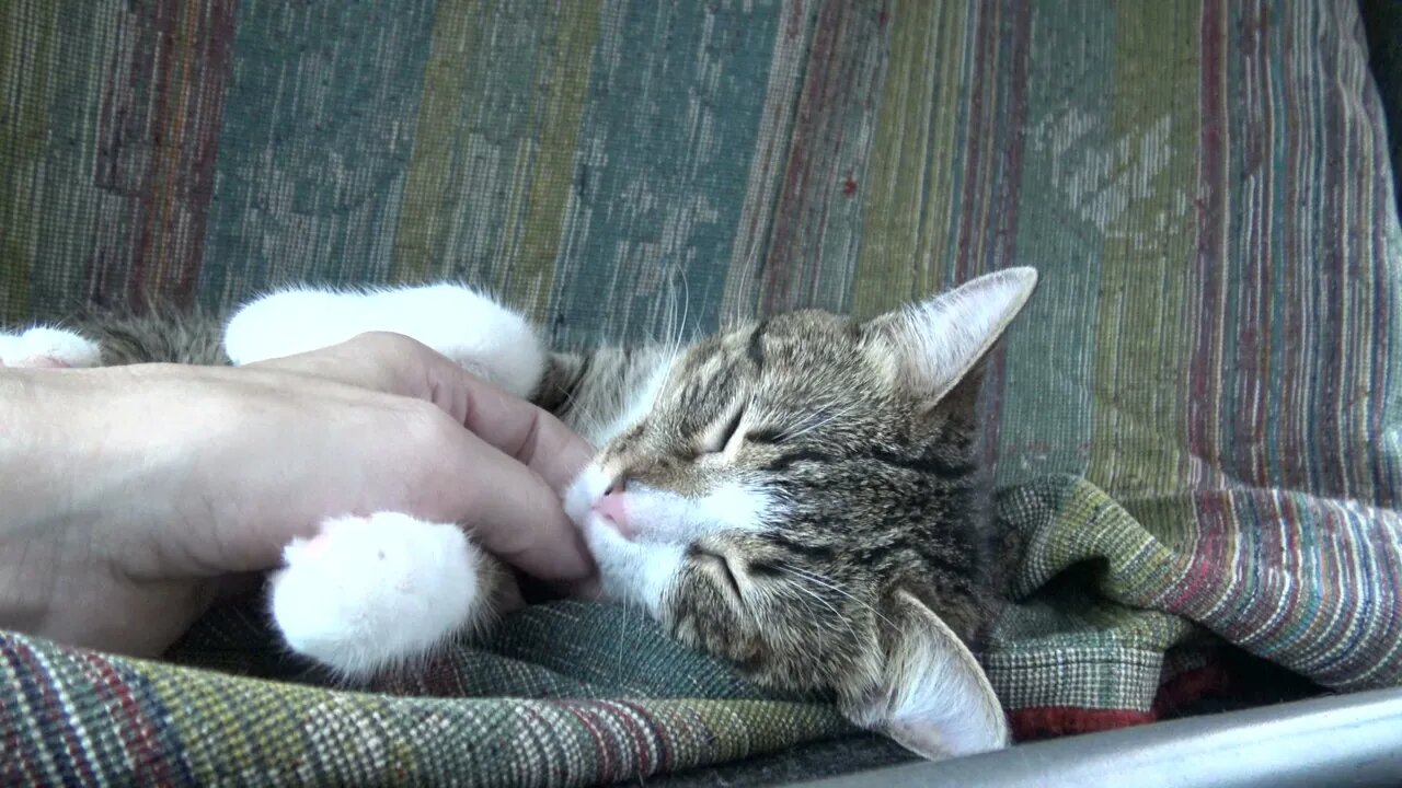 Tabby Cat Hid under the Table