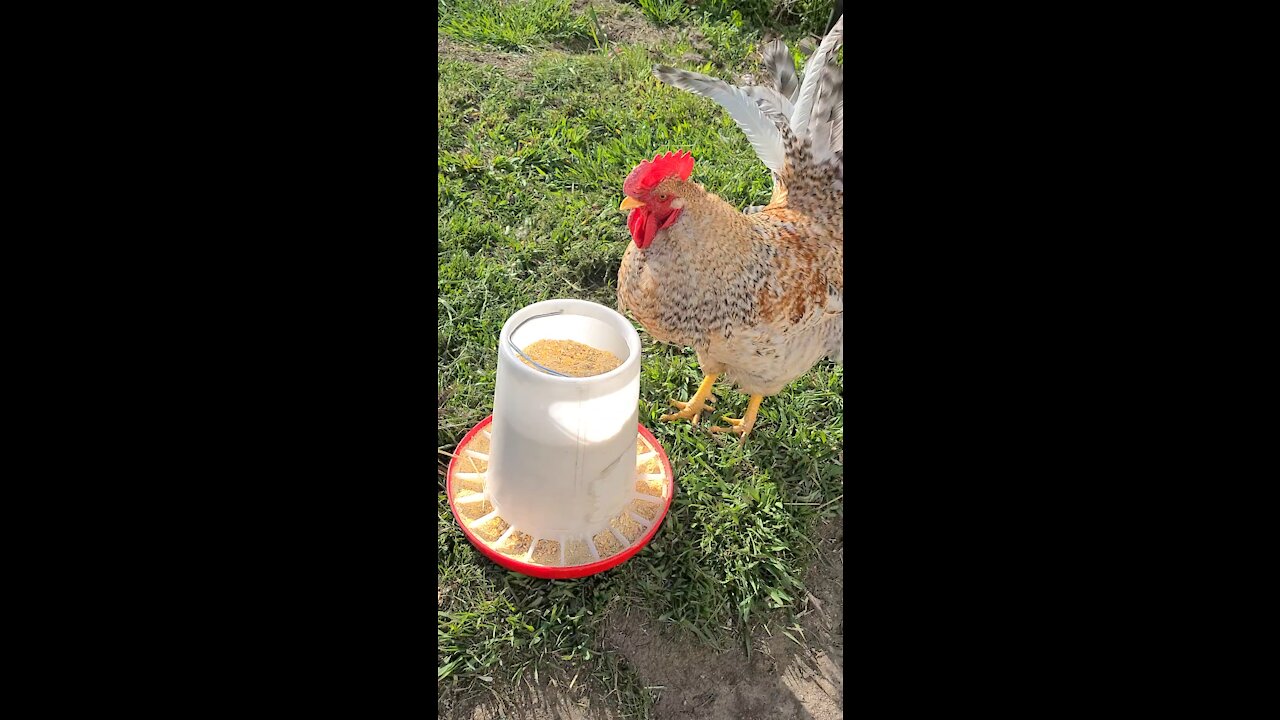 Rooster and Chicken Hens Eating their breakfast | Satisfying Animal Nature Birds Backyard Chickens