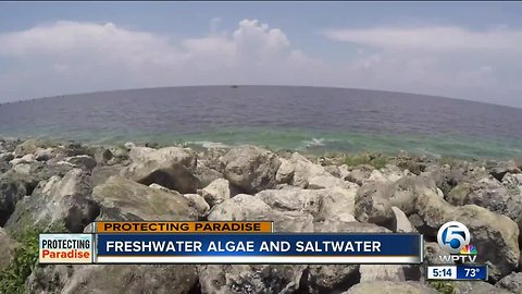 Study: Salt water causes freshwater algae to release toxins