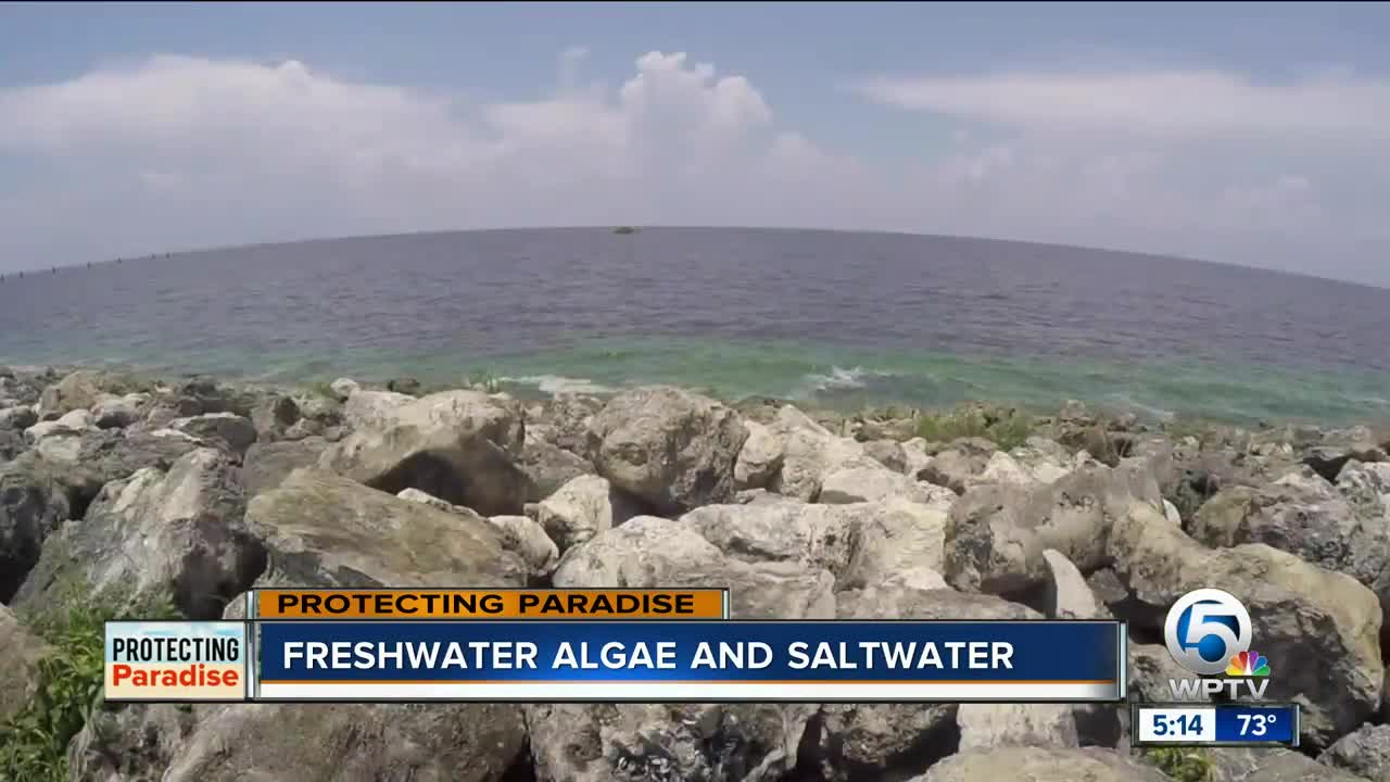 Study: Salt water causes freshwater algae to release toxins