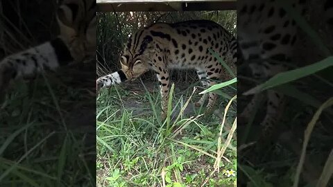 Beautiful Illithia Serval