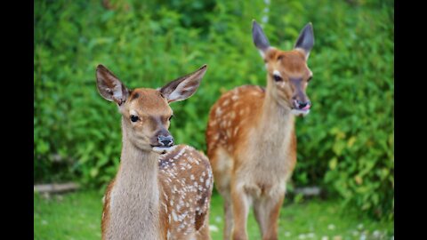 Baby Deer Jumping & Hopping - CUTEST THING !!!!!!