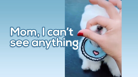 Funny And Cute Cat'S Life (part 1) Cats And Owners Are The Best Friends Videos