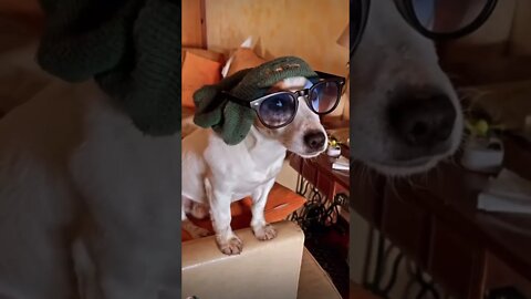 Bob Marley’s Dog