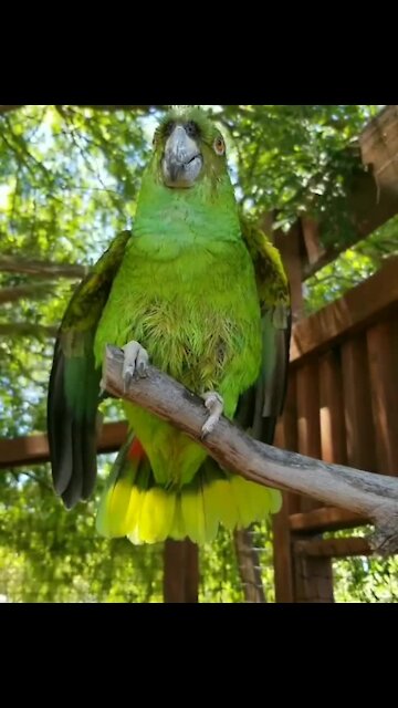 This parrot loves to sing after she takes a bath