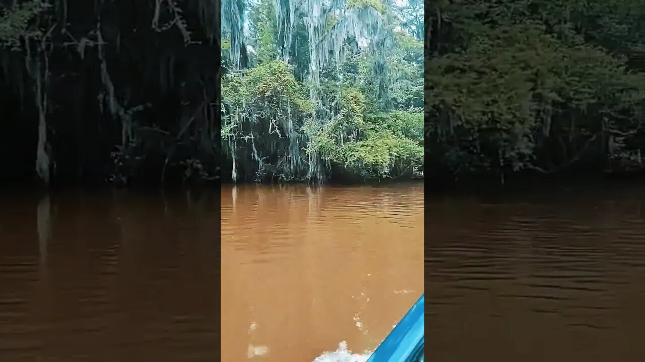 Caddo Lake #caddolake #bassfishing