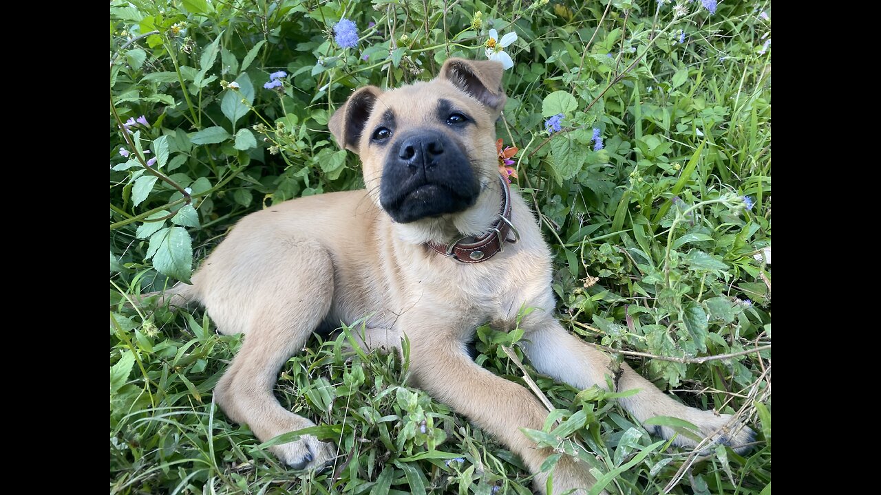 Cute Dog