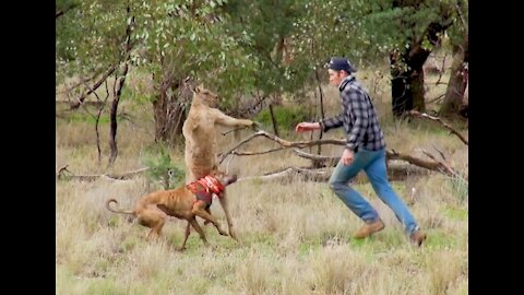 How to survive kangaroo attec #cute animals