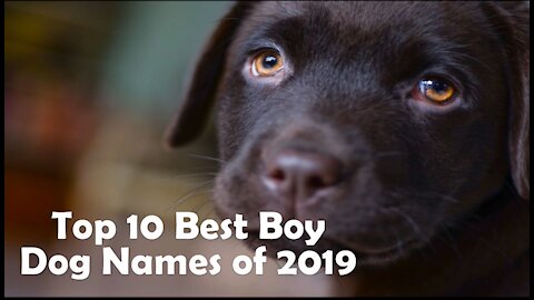 10 Best dogs name