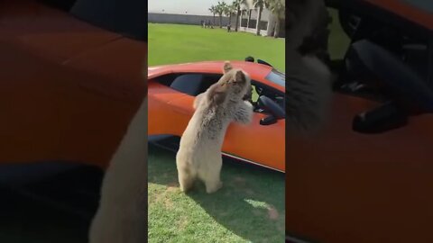 Aye what day bear doin?#fyp #lambo #cars #lamborghini