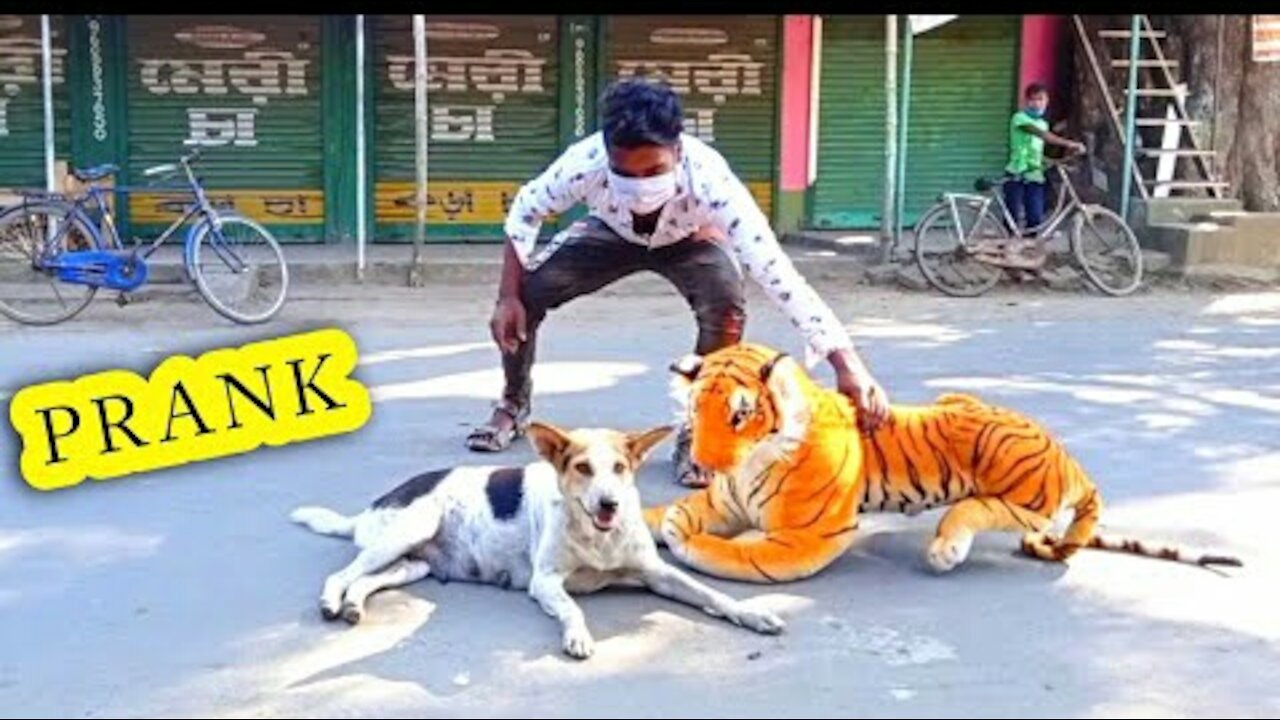 Fake Tiger Prank On Street Dogs Gone Wrong 😂😆😂