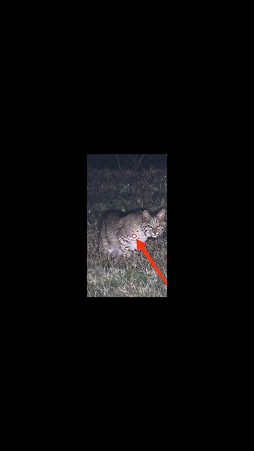 Hunting Coyotes || #shorts #Cats #animals #hunter #019
