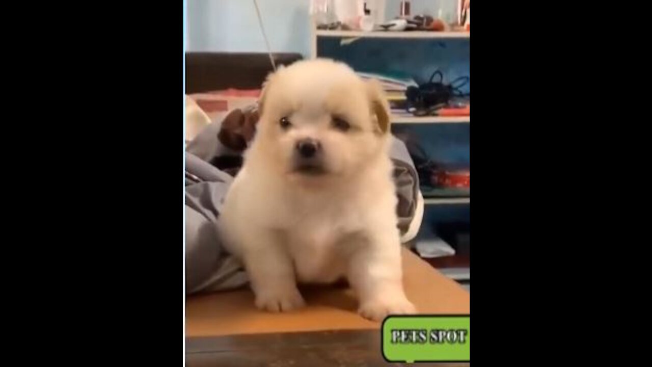 FUNNY PETS 3