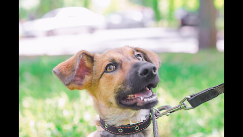 5 min to train your dog to walk nice on the leash. Fast results