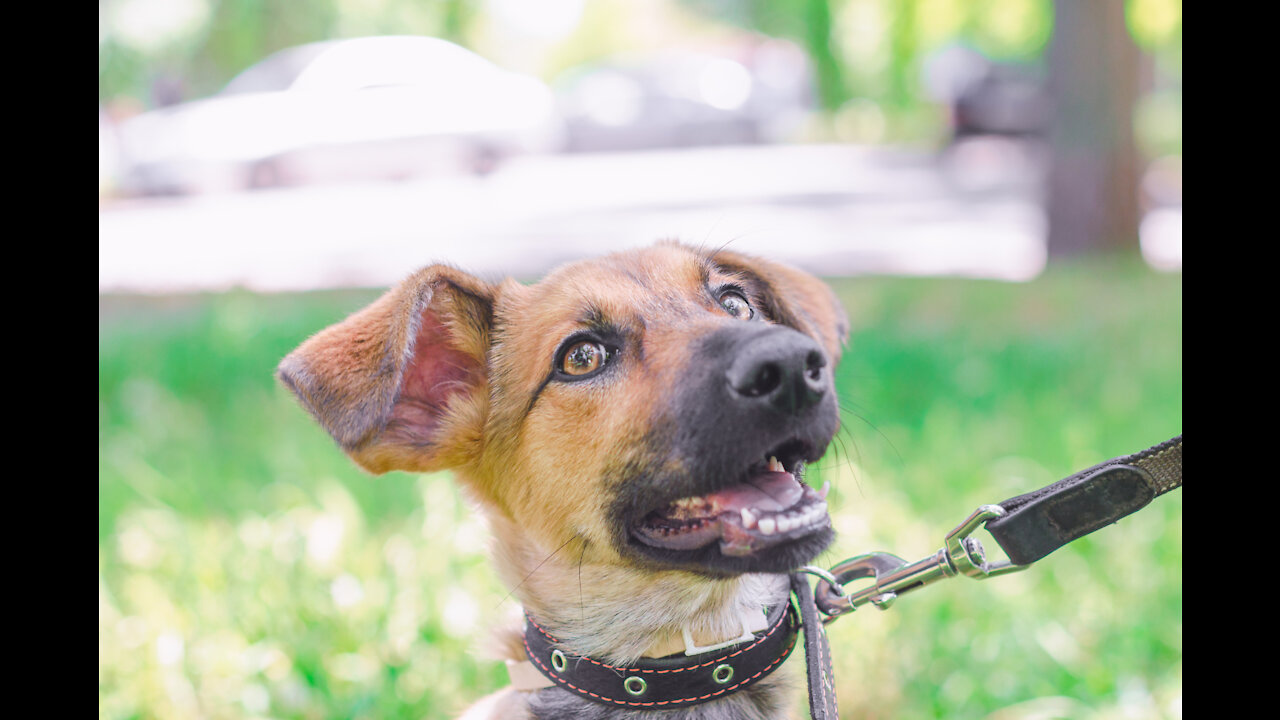 5 min to train your dog to walk nice on the leash. Fast results