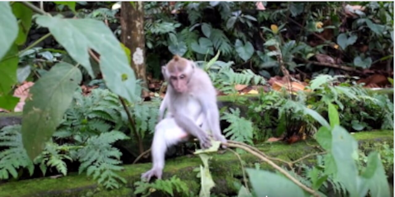 Laugh from your heart with the monkey