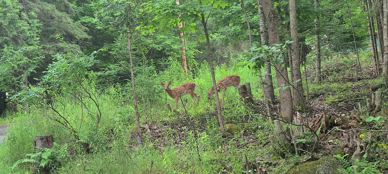 Fawns exploring