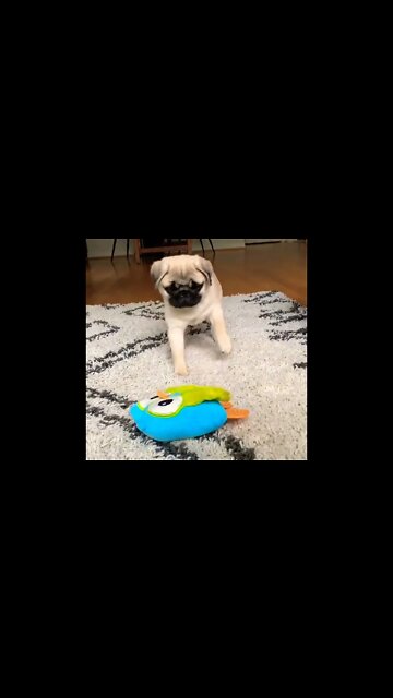 My signature move since day 1😍 #pug #pugdog #puglovers #pugfamily #puppy