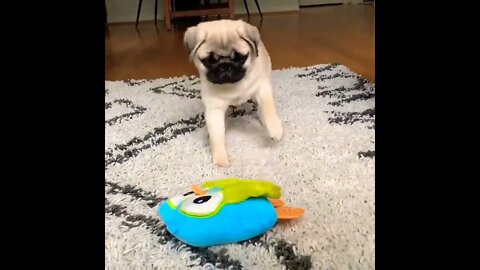 My signature move since day 1😍 #pug #pugdog #puglovers #pugfamily #puppy